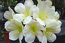 Rhododendron 'Laura'