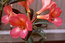 Rhododendron 'Laura's Love'