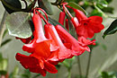 Rhododendron 'Lawrence'