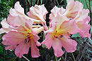 Rhododendron 'Lazarus'