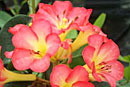 Rhododendron 'Leon Bloy'
