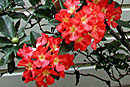 Rhododendron 'Leonore Frances'