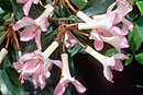 Rhododendron 'Lipstick'
