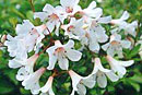 Rhododendron 'Little Bo Peep'