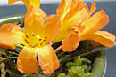 Rhododendron 'Little Ginger'