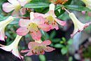 Rhododendron 'Little Kisses'