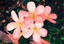 Rhododendron 'Little Maneau Ra'
