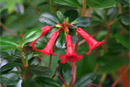 Rhododendron 'Little Maria'
