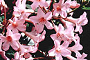 Rhododendron 'Little Pinkie'