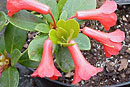 Rhododendron 'Littlest Angel'