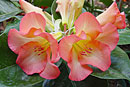 Rhododendron 'Lizzie'