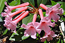 Rhododendron 'Lochmin'