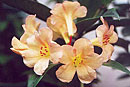 Rhododendron 'Lord Hillingdon'