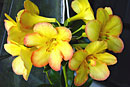 Rhododendron 'Lord of the Rings'
