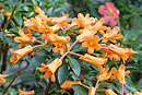 Rhododendron 'Lucie Sorensen'