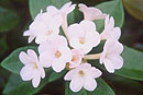 Rhododendron 'Lullaby'