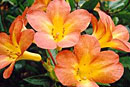 Rhododendron 'Lulu'