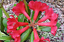 Rhododendron 'Madam Pele'