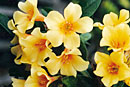 Rhododendron 'Mandalay'