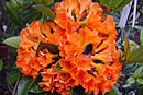 Rhododendron 'Mandy'