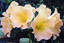 Rhododendron 'Mango Mousse'