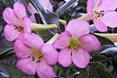 Rhododendron 'Margaret Cain'