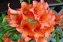 Rhododendron 'Margarita'