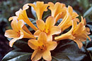 Rhododendron 'Marjory Fraser'