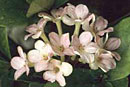 Rhododendron 'Marudu Bay'