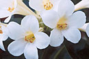 Rhododendron 'Mary Buchanan'