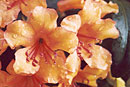 Rhododendron 'Masquerade'
