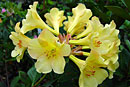 Rhododendron 'Mellow Yellow'