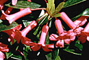 Rhododendron 'Miss Muffet'