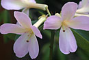 Rhododendron 'Misty'