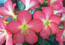 Rhododendron 'Mitch Mitchell'