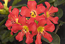 Rhododendron 'Monte Cristo'
