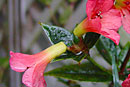Rhododendron 'Mooltan'