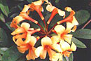 Rhododendron 'MountCycloop'