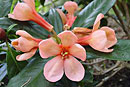 Rhododendron 'Mount Kaindi'