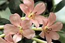 Rhododendron 'Mount Ophir'