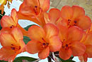 Rhododendron 'Mount Pire'