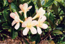 Rhododendron 'Moyles's Marvel'