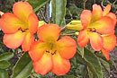 Rhododendron 'Narnia'