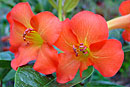 Rhododendron 'Noelle Sensation'