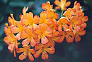 Rhododendron 'Orangemaid'