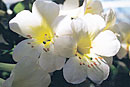 Rhododendron 'Pacific Pearl'