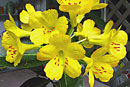 Rhododendron 'Paka Cave'