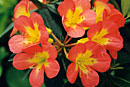 Rhododendron 'Pandashay'