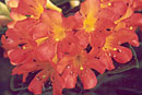 Rhododendron 'Pandora's Box'