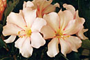 Rhododendron 'Paradiso'